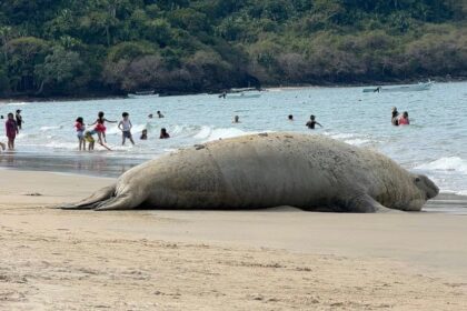 El elefante marino errante Panchito llega anualmente a México, esta vez en Nayarit