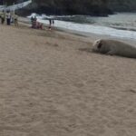 Elefante marino en playa de Nayarit es declarado saludable bajo observación