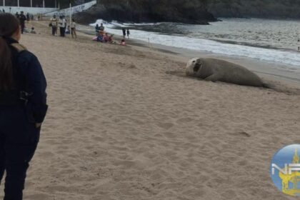 Elefante marino en playa de Nayarit es declarado saludable bajo observación