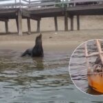 Lobo marino fallece en El Maviri, Ahome; otro sigue en una boya en Topolobampo
