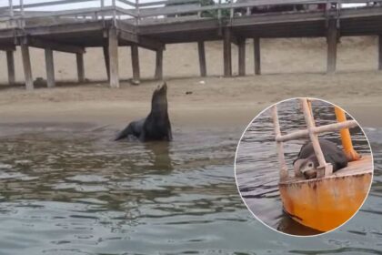 Lobo marino fallece en El Maviri, Ahome; otro sigue en una boya en Topolobampo