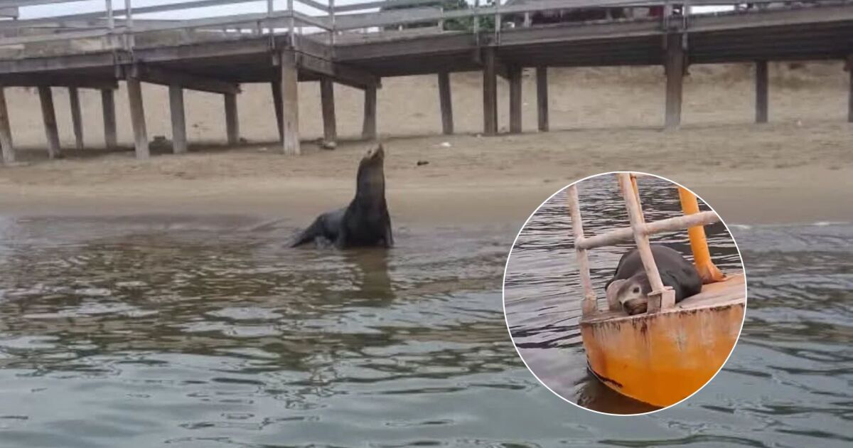 Lobo marino fallece en El Maviri, Ahome; otro sigue en una boya en Topolobampo