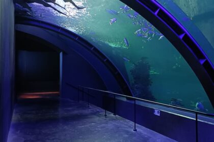 Sumérgete en la experiencia del Gran Acuario de Mazatlán: siente y vive el océano