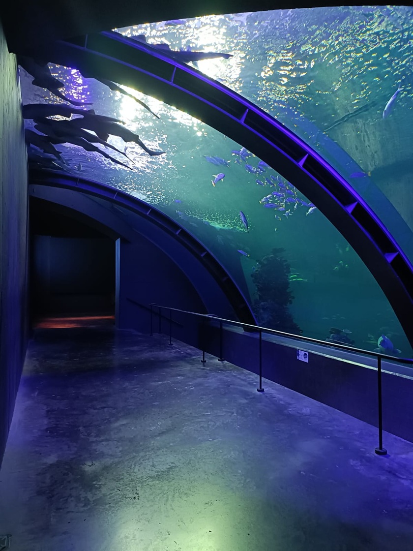 Sumérgete en la experiencia del Gran Acuario de Mazatlán: siente y vive el océano