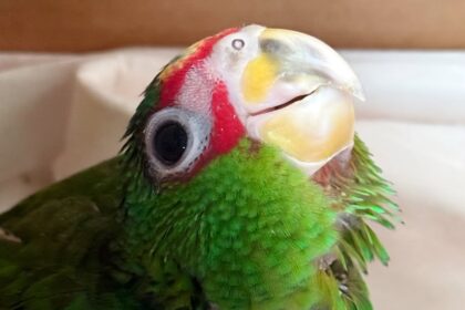 Autoridades estadounidenses devuelven 11 loros mexicanos confiscados en la frontera.