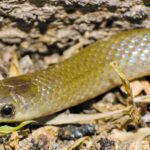 Descubren nueva especie de serpiente endémica de México