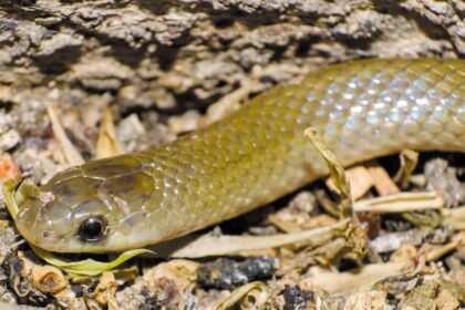 Descubren nueva especie de serpiente endémica de México