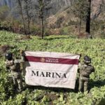 La Marina arrasa con cultivos de amapola en la sierra del Nayar