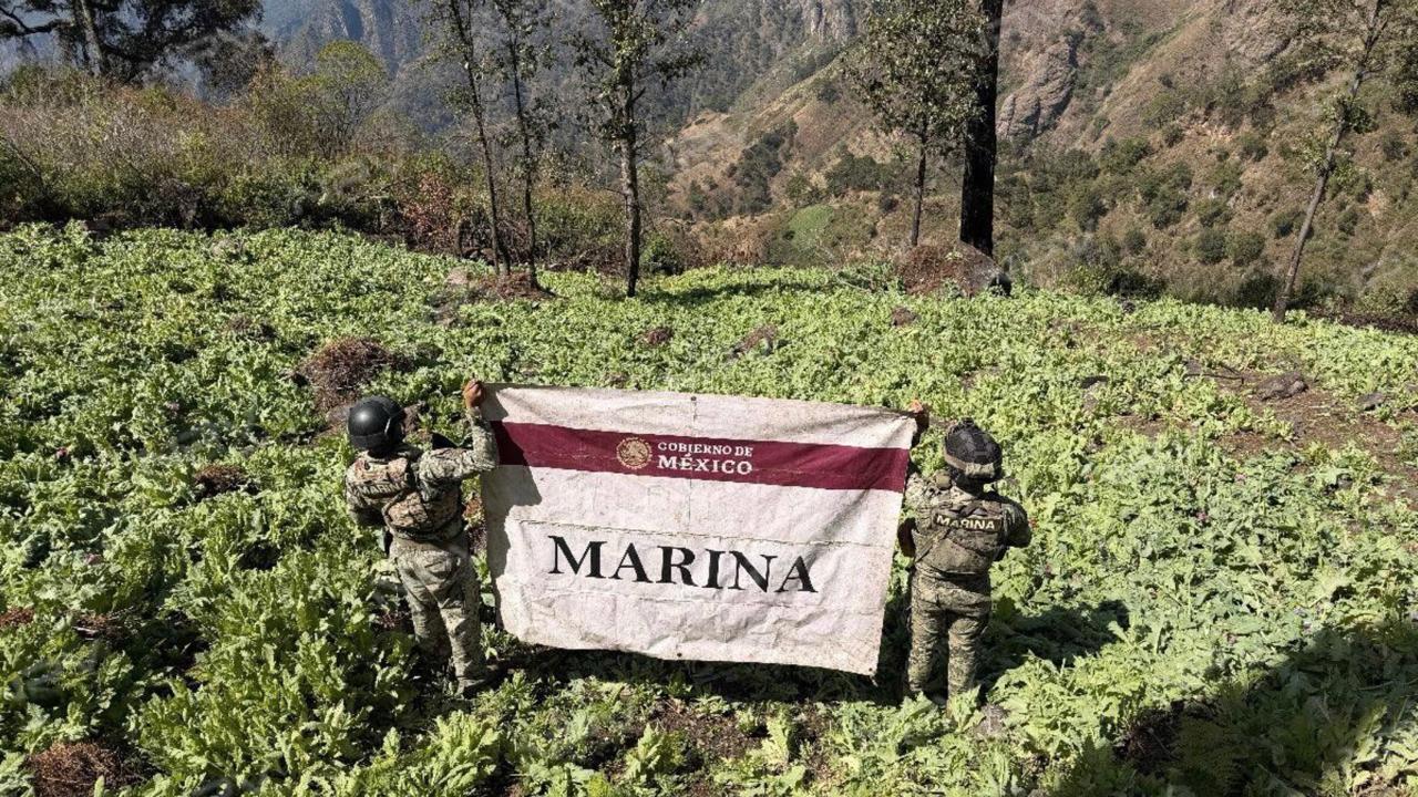 La Marina arrasa con cultivos de amapola en la sierra del Nayar