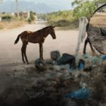 La triste realidad: caballos fallecen por abandono sin la ayuda de las autoridades
