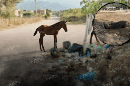 La triste realidad: caballos fallecen por abandono sin la ayuda de las autoridades