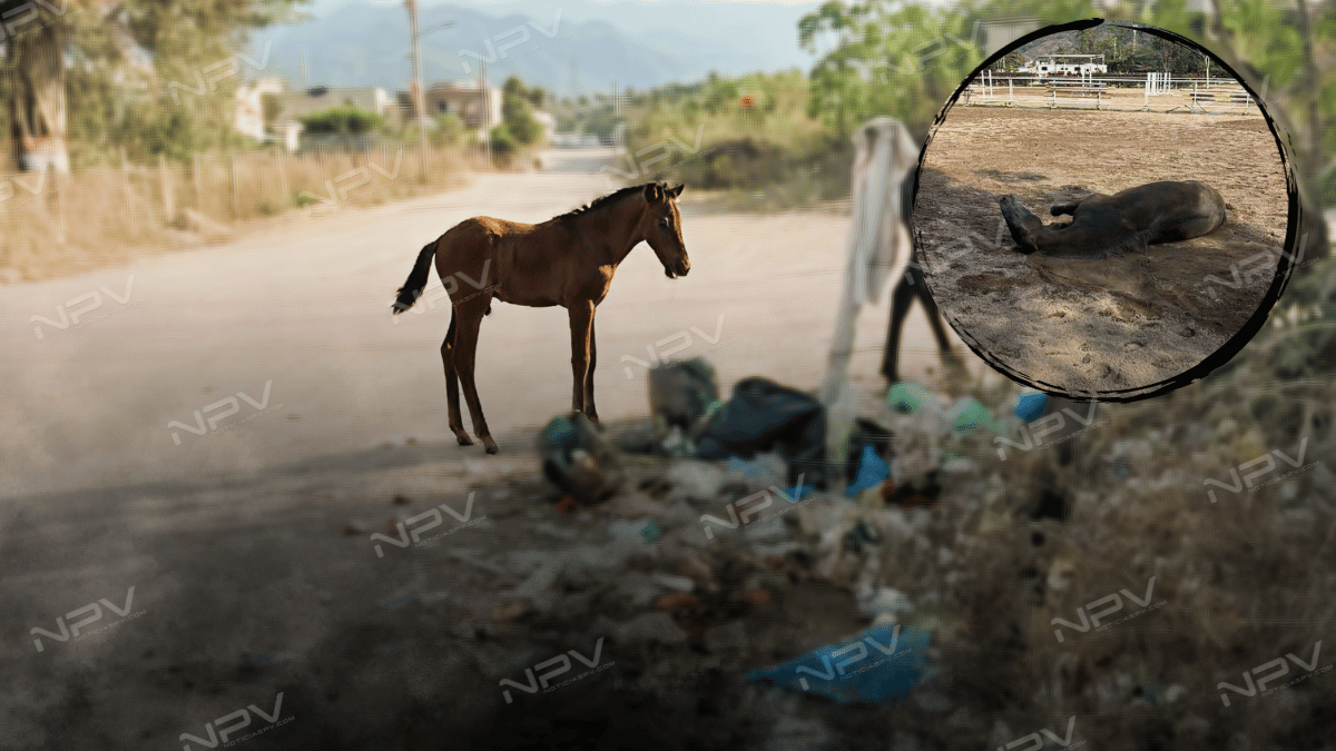 La triste realidad: caballos fallecen por abandono sin la ayuda de las autoridades