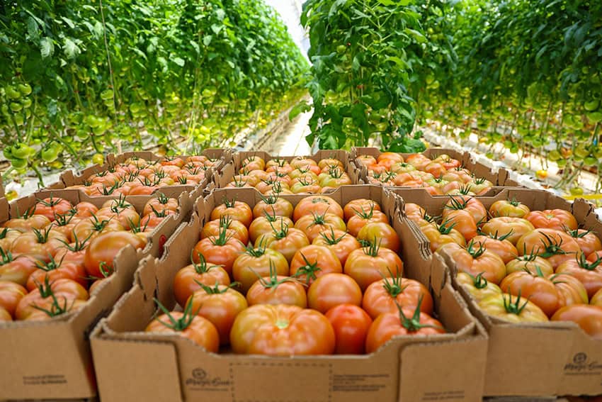 Un aumento de último minuto en las exportaciones salvó a México de la recesión en 2025