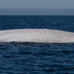 Avistado raro ballena azul albina frente a la costa de Loreto