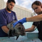 Salvan a bebé foca en Sinaloa; se encuentra en condición crítica