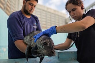 Salvan a bebé foca en Sinaloa; se encuentra en condición crítica
