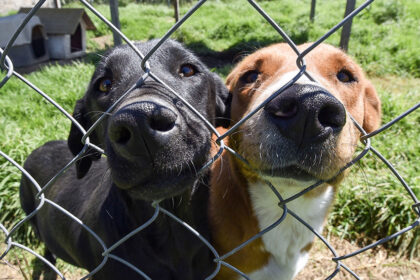 ¡Recoge ya! La nueva política de bienestar animal de la CDMX apunta a los desechos de perro en las aceras con una nueva línea de reporte