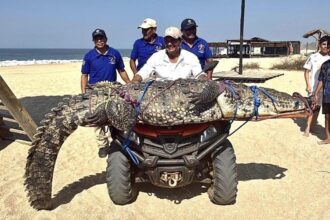 Cocodrilo de 300 kg alerta a bañistas en la playa Bacocho de Puerto Escondido