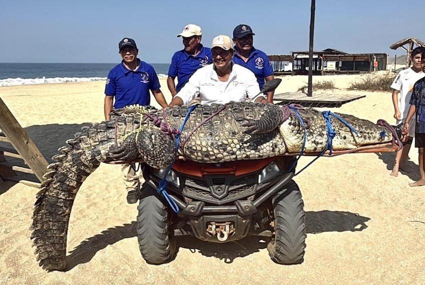 Cocodrilo de 300 kg alerta a bañistas en la playa Bacocho de Puerto Escondido