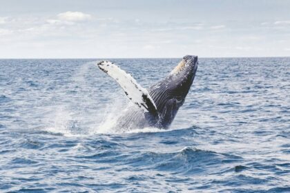 Una victoria para las ballenas en su demanda contra los enormes barcos en el Golfo de California