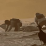 Video captura a cazadores furtivos de huevos de tortuga marina en santuario de Oaxaca, desencadenando investigación federal