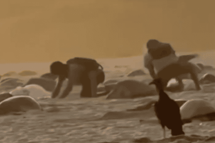 Video captura a cazadores furtivos de huevos de tortuga marina en santuario de Oaxaca, desencadenando investigación federal