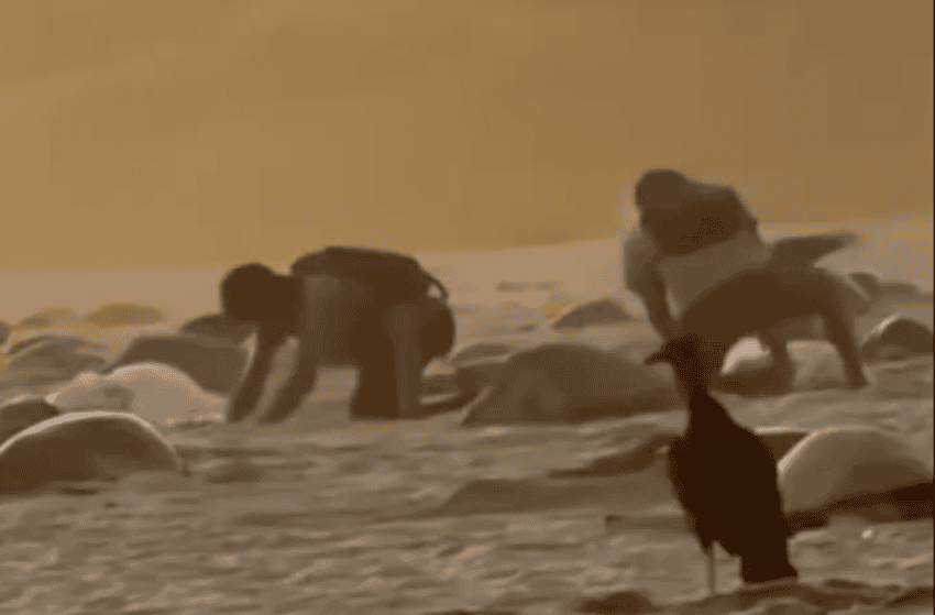 Video captura a cazadores furtivos de huevos de tortuga marina en santuario de Oaxaca, desencadenando investigación federal