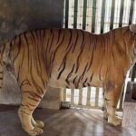 Desmantelan operación de robo de combustible en Tamaulipas y descubren rancho con 135 animales exóticos, desde tigres hasta monos araña