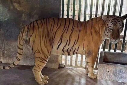 Desmantelan operación de robo de combustible en Tamaulipas y descubren rancho con 135 animales exóticos, desde tigres hasta monos araña