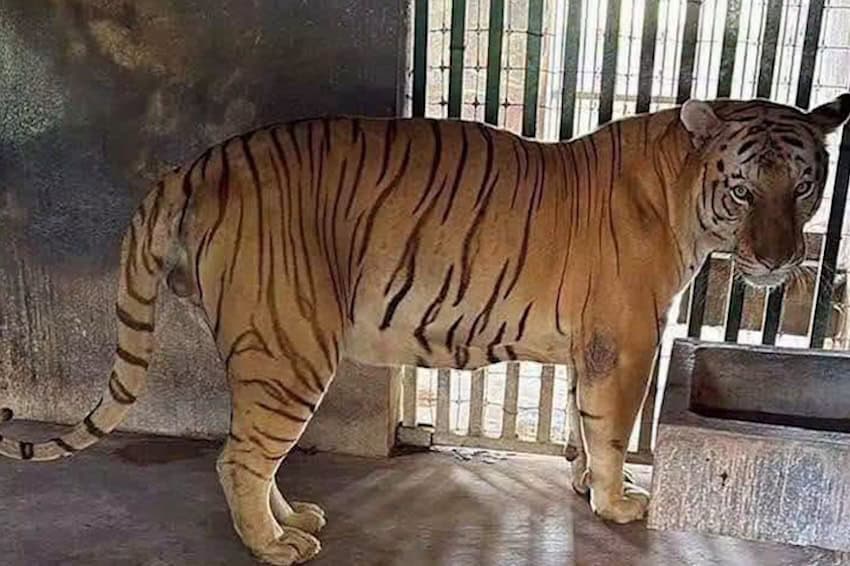 Desmantelan operación de robo de combustible en Tamaulipas y descubren rancho con 135 animales exóticos, desde tigres hasta monos araña