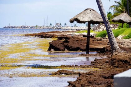 Diplomacia marina: México y Japón unen fuerzas para abordar la crisis del sargazo en un nuevo programa conjunto