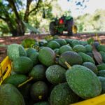 EE. UU. suspende la importación de aguacates de México por una 'amenaza contra los intereses estadounidenses' sin especificar