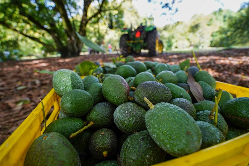 EE. UU. suspende la importación de aguacates de México por una 'amenaza contra los intereses estadounidenses' sin especificar
