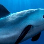 La UNESCO da a México 6 meses para demostrar 'acciones concretas' para proteger las vaquitas restantes