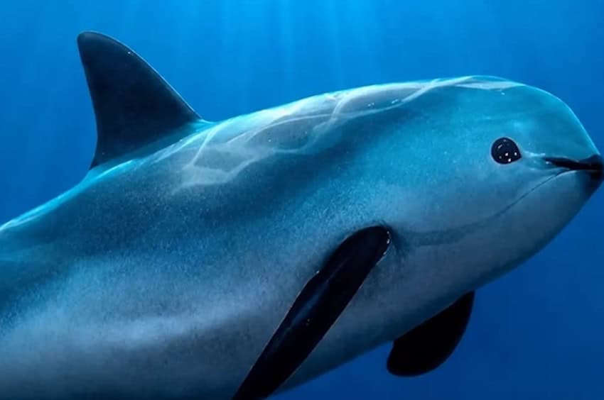 La UNESCO da a México 6 meses para demostrar 'acciones concretas' para proteger las vaquitas restantes