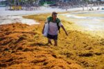 Niveles de algas sargazo comienzan a disminuir en Quintana Roo tras alcanzar récord histórico