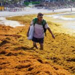 Niveles de algas sargazo comienzan a disminuir en Quintana Roo tras alcanzar récord histórico