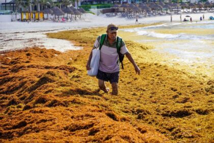 Niveles de algas sargazo comienzan a disminuir en Quintana Roo tras alcanzar récord histórico