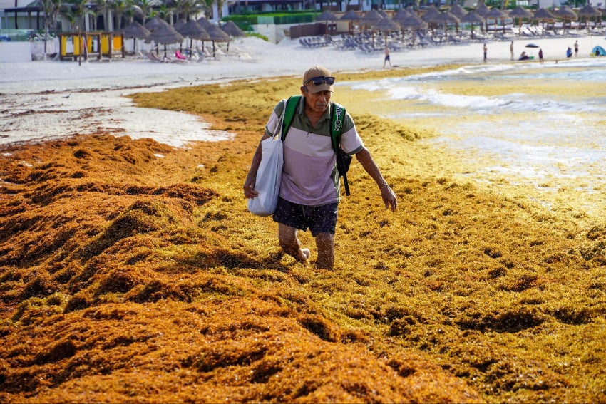 Niveles de algas sargazo comienzan a disminuir en Quintana Roo tras alcanzar récord histórico