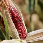 Agricultoras en Oaxaca y Guerrero alertan sobre sequía catastrófica
