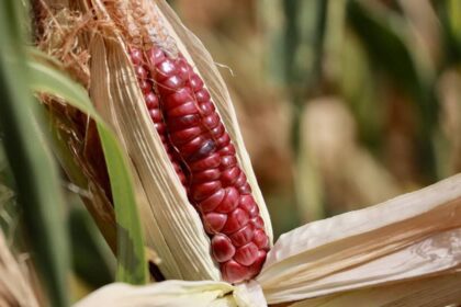 Agricultoras en Oaxaca y Guerrero alertan sobre sequía catastrófica