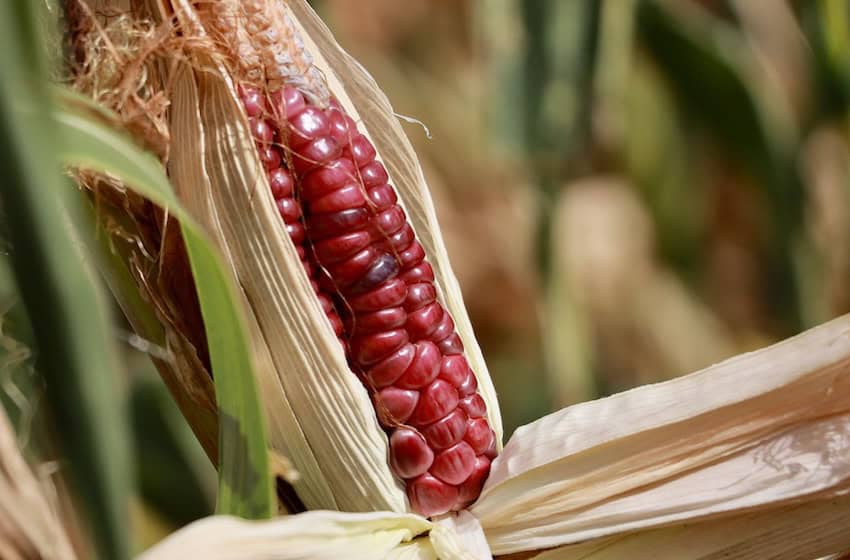 Agricultoras en Oaxaca y Guerrero alertan sobre sequía catastrófica