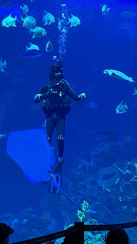 Del amor al mar a la conservación: Buceando en el Gran Acuario de Mazatlán
