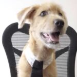 El nuevo habitante del Palacio Nacional tiene cuatro patas y un objetivo: apoyar el bienestar emocional