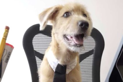 El nuevo habitante del Palacio Nacional tiene cuatro patas y un objetivo: apoyar el bienestar emocional