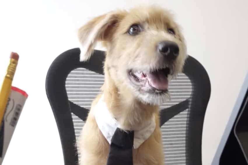 El nuevo habitante del Palacio Nacional tiene cuatro patas y un objetivo: apoyar el bienestar emocional