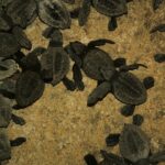 Evento de anidación masiva lleva a más de 100,000 tortugas marinas golfinas a Playa Escobilla en Oaxaca