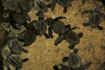 Evento de anidación masiva lleva a más de 100,000 tortugas marinas golfinas a Playa Escobilla en Oaxaca