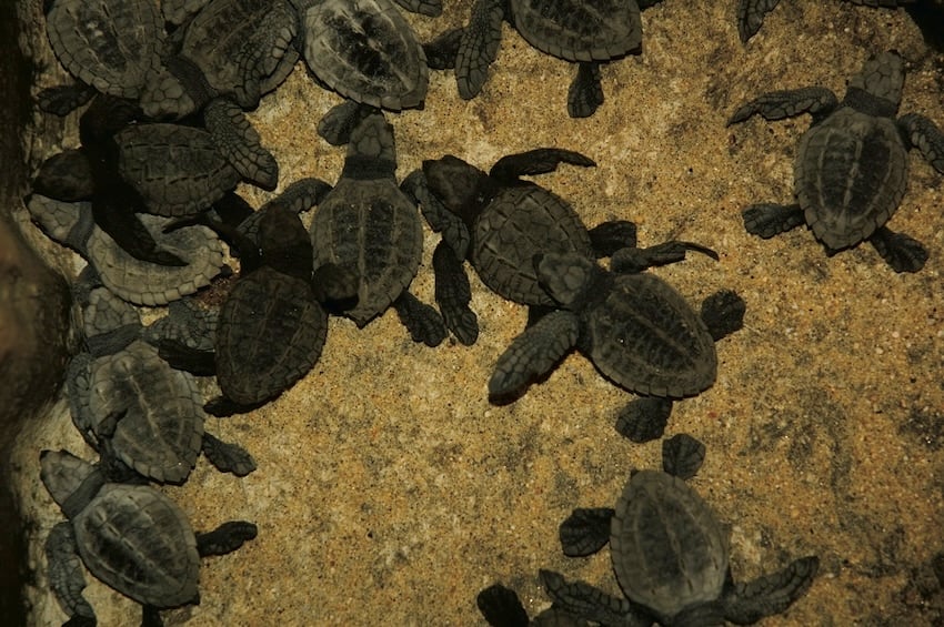 Evento de anidación masiva lleva a más de 100,000 tortugas marinas golfinas a Playa Escobilla en Oaxaca