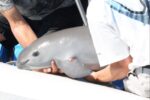 México reduce en un 86% el área de restricción de pesca para enfocarse en el hábitat conocido de las vaquitas.